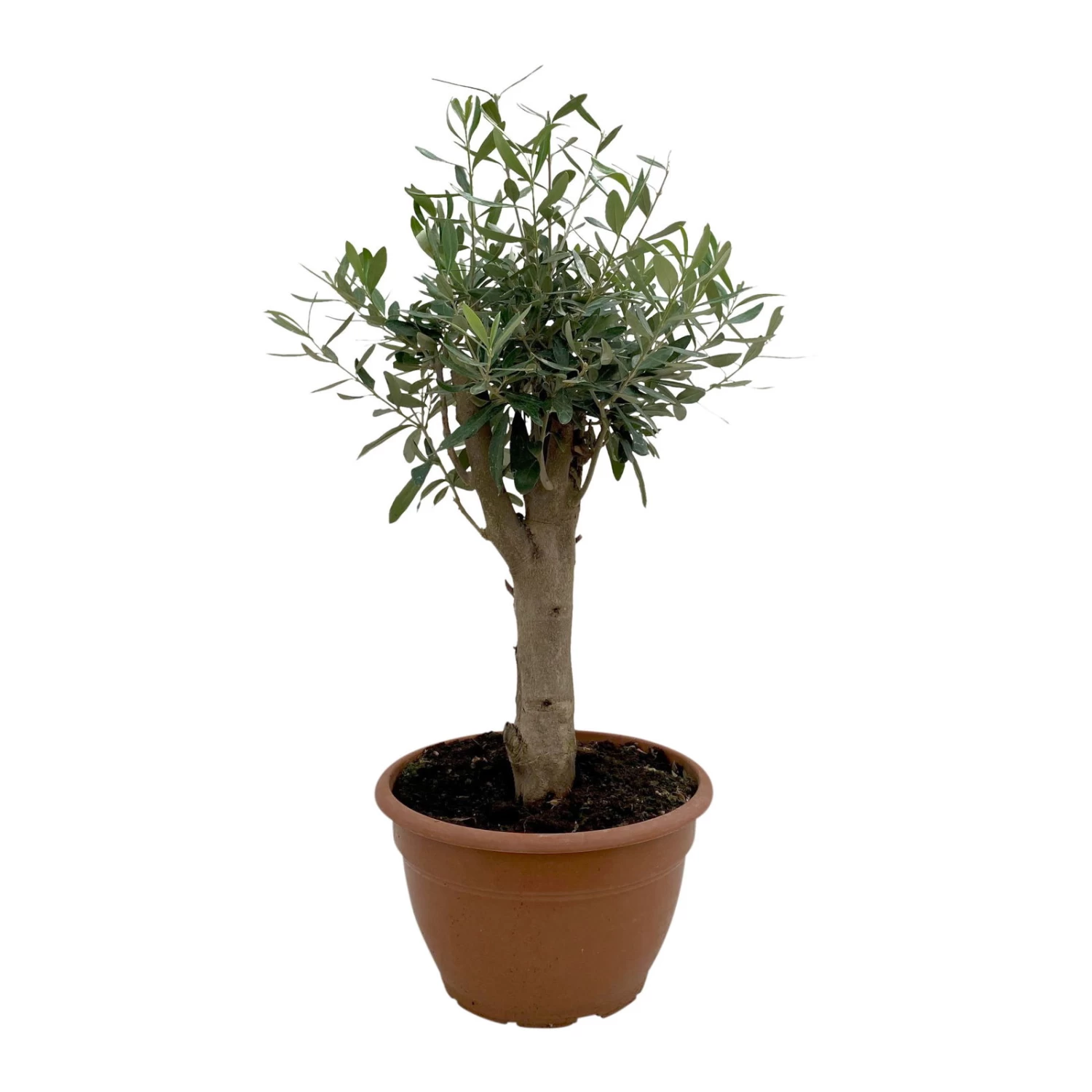 Olivenbaum 'Bonsai', Topf-Ø 25 Cm, Höhe Ca. 55 Cm