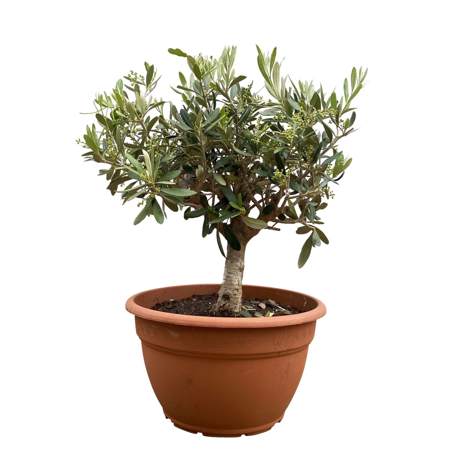 Olivenbaum 'Bonsai', Topf-Ø 25 Cm, Höhe Ca. 55 Cm – Bild 2