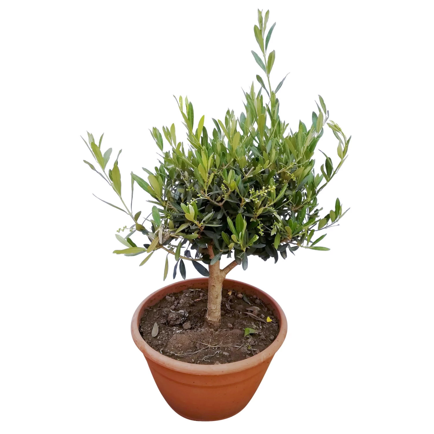Olivenbaum 'Bonsai', Topf-Ø 25 Cm, Höhe Ca. 55 Cm – Bild 3