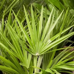 Chamaerops Humilis, Topf-Ø 60 Cm, Höhe Ca. 150 Cm