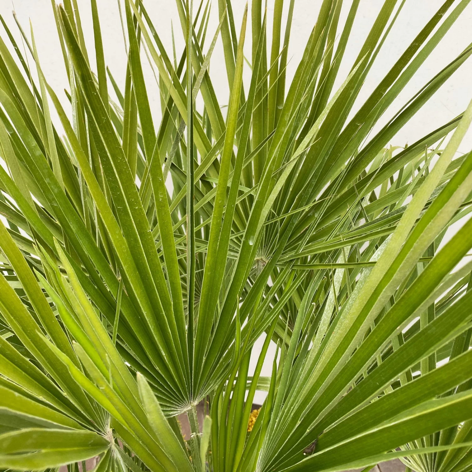 Chamaerops Humilis, Topf-Ø 60 Cm, Höhe Ca. 150 Cm – Bild 2