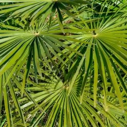 Hanfpalme, Topf-Ø 60 Cm, Höhe Ca. 180 Cm