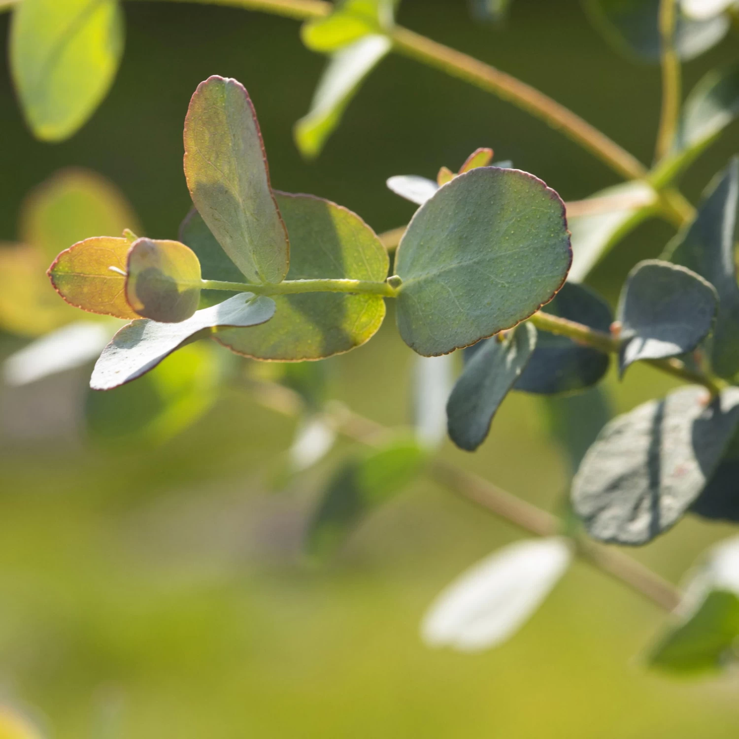 Eukalyptus, Stamm, Topf-Ø 21 Cm, Höhe Ca. 90 Cm – Bild 6