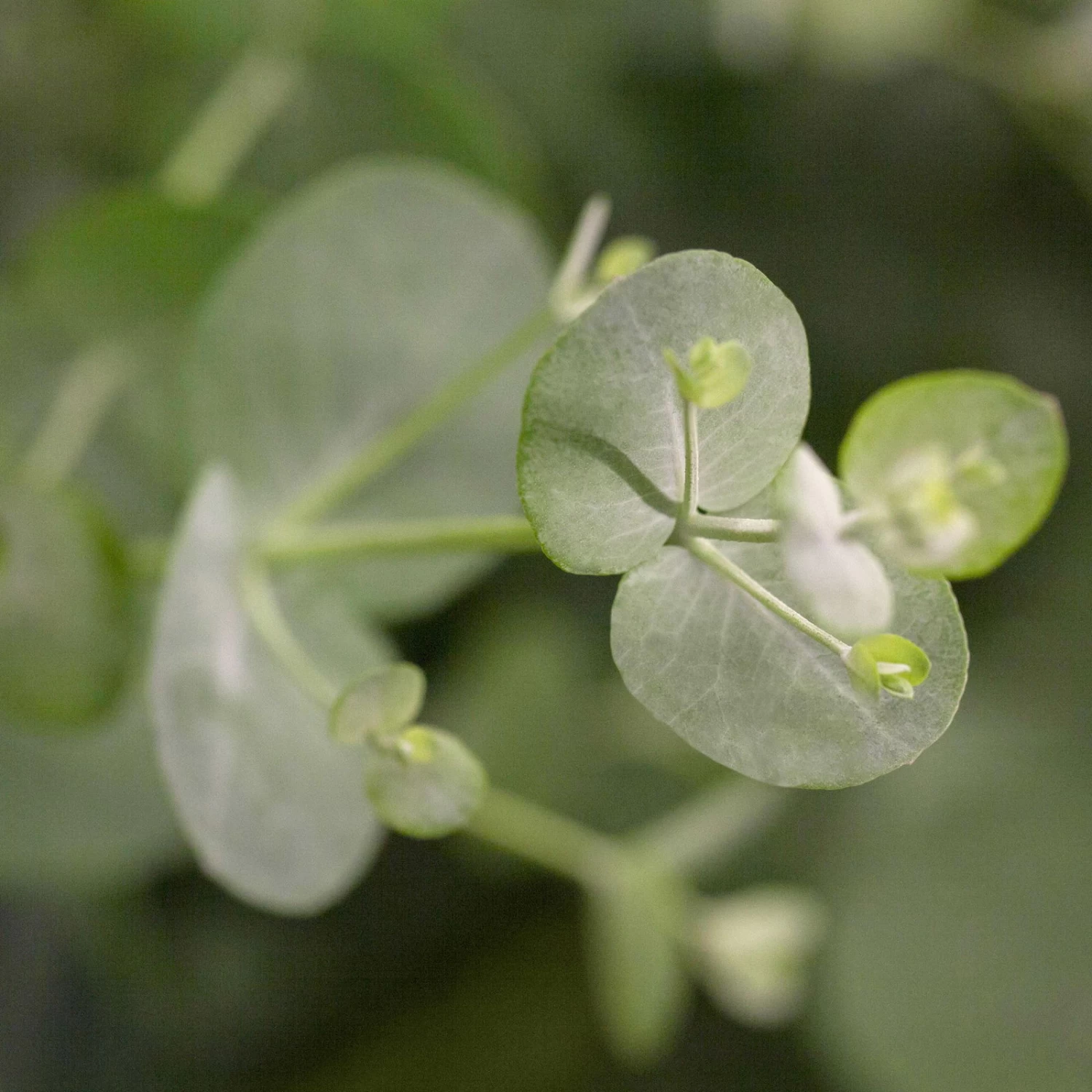 Eukalyptus, Stamm, Topf-Ø 21 Cm, Höhe Ca. 90 Cm – Bild 4