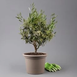 Olivenbaum, Busch, Topf-Ø 24 Cm, Höhe Ca. 80 Cm