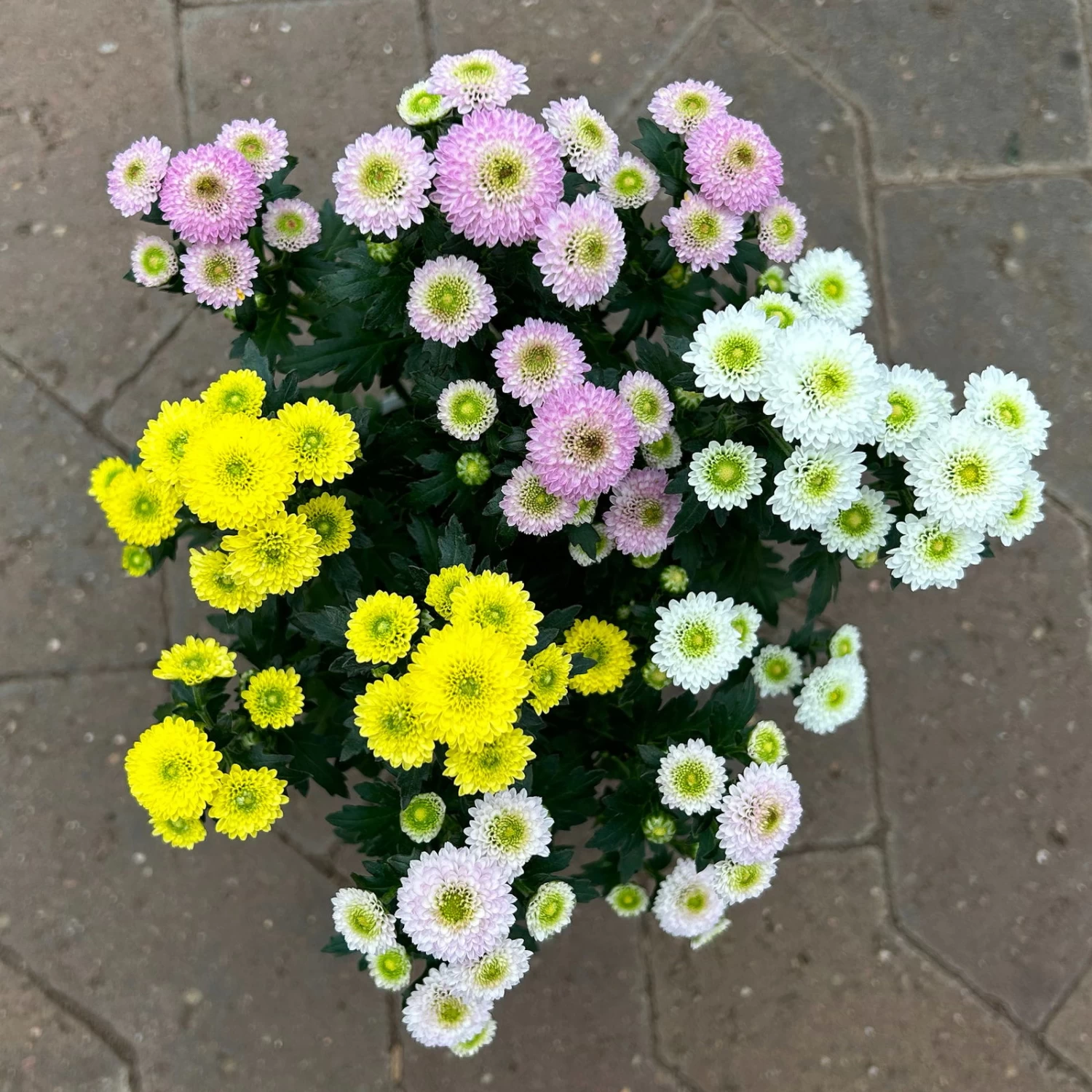 Chrysantheme Trio 'Calimero Carneval' Weiß-gelb-rosa, Gefüllt, Topf-Ø 12cm – Bild 2