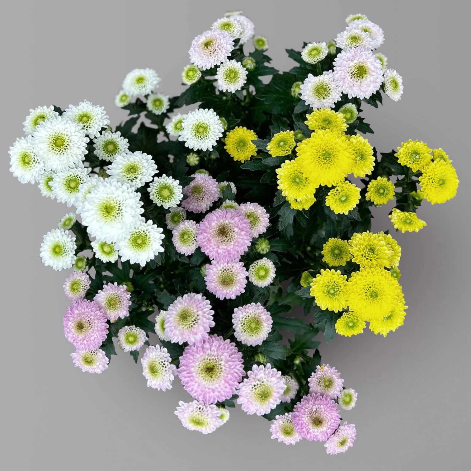 Chrysantheme Trio 'Calimero Carneval' Weiß-gelb-rosa, Gefüllt, Topf-Ø 12cm – Bild 5