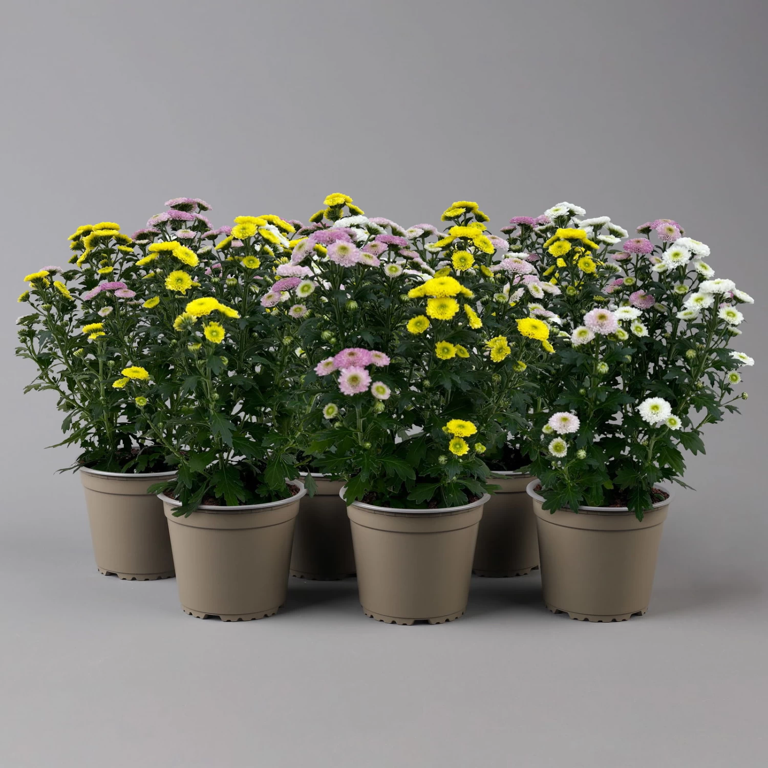 Chrysantheme Trio 'Calimero Carneval' Weiß-gelb-rosa, Gefüllt, Topf-Ø 12cm