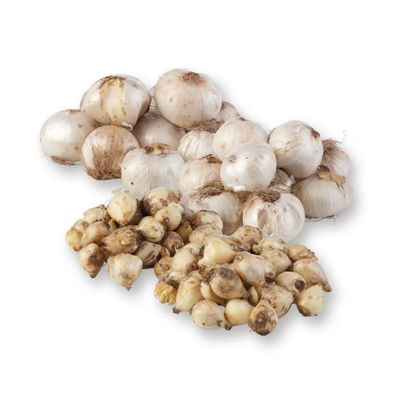 Zierlauchpaket 70 Alliumzwiebeln – Bild 3