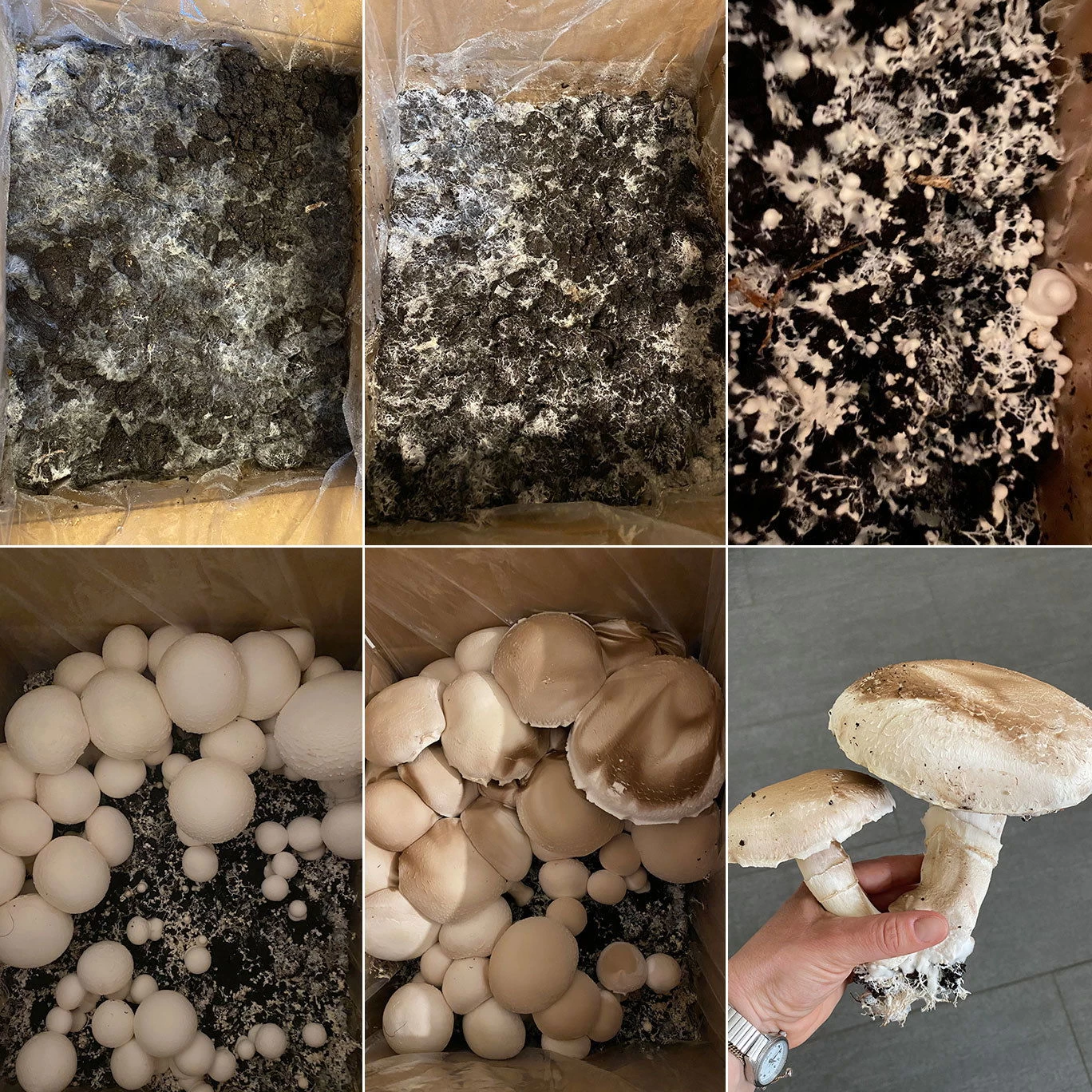 Bio Fertig-Pilzzuchtset Champignon – Bild 5