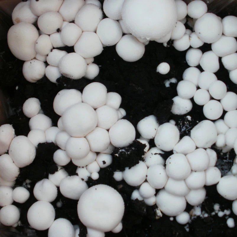 Bio Fertig-Pilzzuchtset Champignon – Bild 4