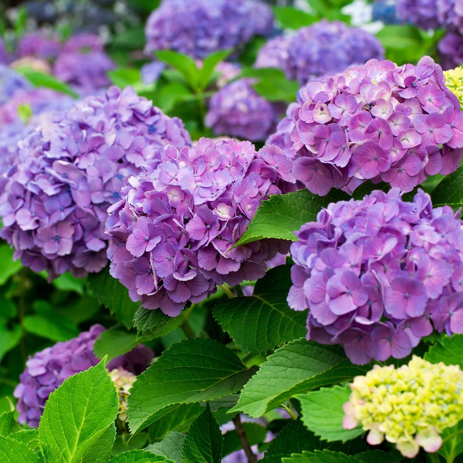 Bodenkur Rhodo-Vital Für Hortensien, Azaleen & Kamelien, 1 Kg – Bild 2