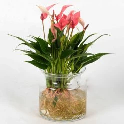 Anthurie 'Water Roots' Rosa, Sorte 'Lilli', In Glasvase 12cm Ø, Ohne Erde