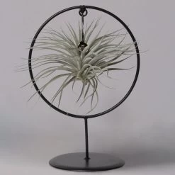 Tillandsia 'Silver Ball' In Rundem Metallgestell, 17cm Ø