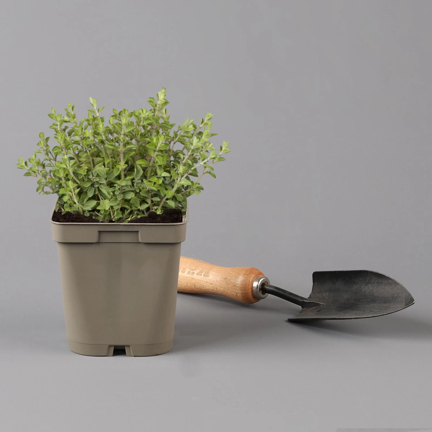 Küchenkräuter Basilikum, Oregano & Petersilie, Topf 11x11 Cm, Inkl. Greenbar® – Bild 4