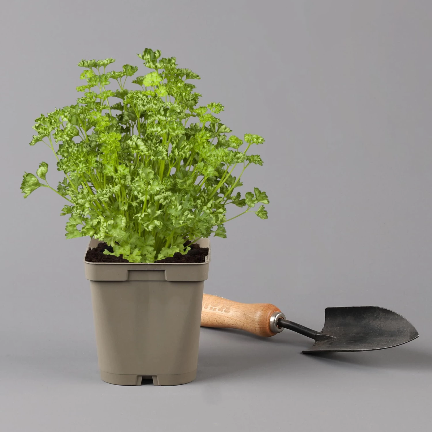 Küchenkräuter Basilikum, Oregano & Petersilie, Topf 11x11 Cm, Inkl. Greenbar® – Bild 3