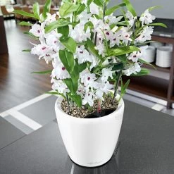 LECHUZA Classico Premium LS, All-in-One-Set, Weiß Hochglanz, Ø 21 Cm, H:20 Cm