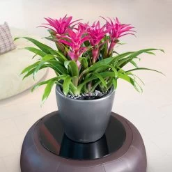 LECHUZA Classico Premium LS, All-in-One-Set, Anthrazit-metallic, Ø 28 Cm H:26 Cm